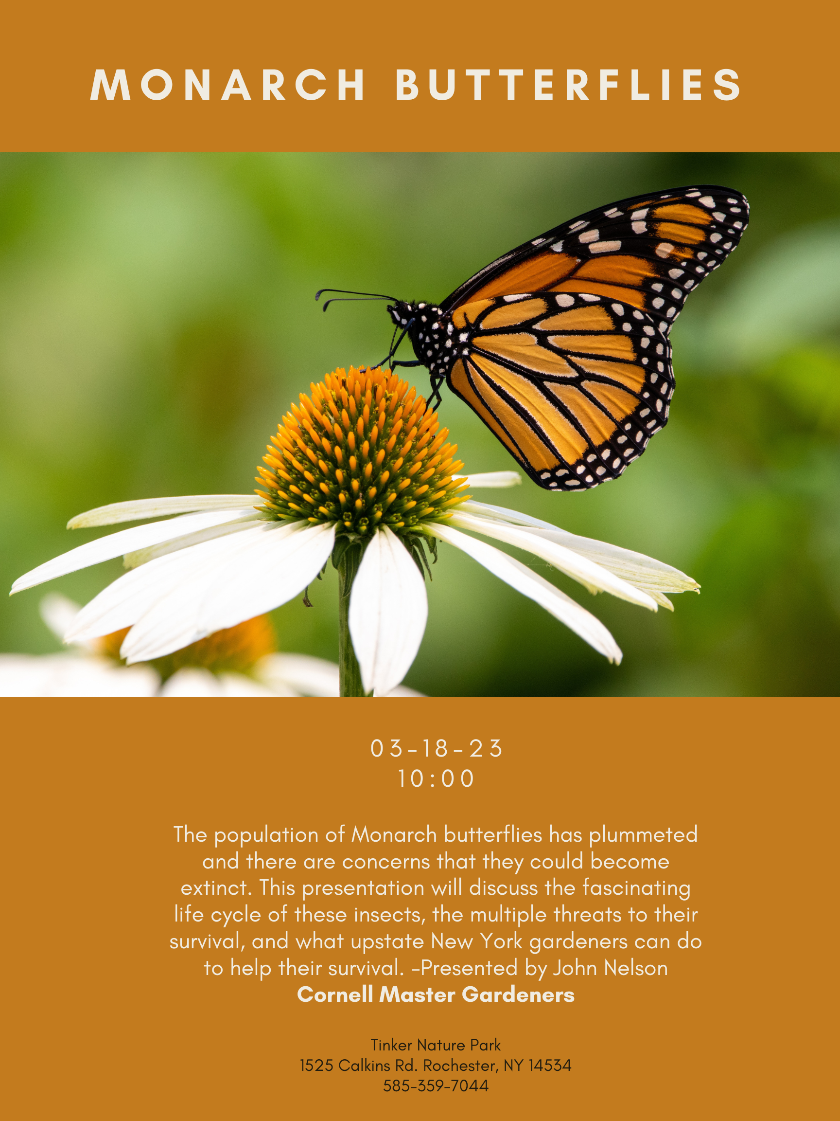 Monarch Butterflies Developing at Hidden Oaks